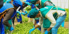 Äthiopische Arbeitskräfte ernten Basilikum in einem Gewächshaus 