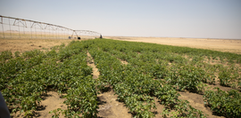 Das Bild zeigt eine sogenannte Pivot Bewässerung. Dabei wird ein großer Kreis bewässert.