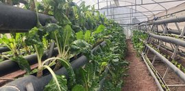 Bild zeigt Reihen von Mangoldpflanzen in einem Gewächshaus mit Bewässerungssystem. Grüne Blätter wachsen in dunklen Rohren. Moderne Landwirtschaft.