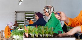 Das Bild zeigt eine Gruppe von Frauen bei der Vorbereitung von Setzlingen, die ausgepflanzt werden.