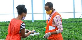 Zwei Äthiopischen Fachkräfte ernten Stecklinge in einem Gewächshaus 