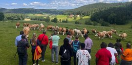 Idyllische Hügellandschaft unter blauem Himmel. Eine Gruppe von Menschen betrachtet eine Herde brauner und weißer Kühe auf einer grünen Weide. Ferne Häuser sind sichtbar.