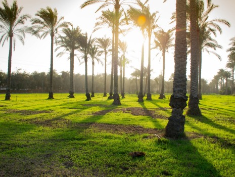 Dattelpalmen auf der SEKEM Farm in der Sonne