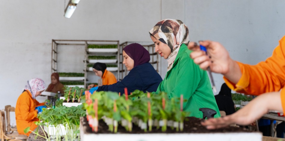 Das Bild zeigt eine Gruppe von Frauen bei der Vorbereitung von Setzlingen, die ausgepflanzt werden.