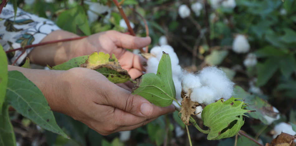 Das Bild zeigt Hände beim Baumwollpflücken.