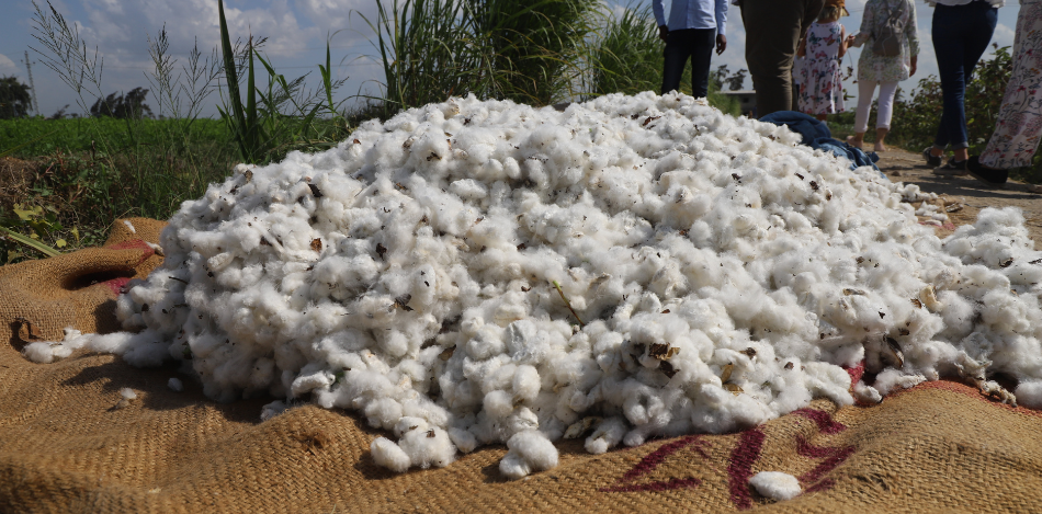 Das Bild zeigt einen Baumwollhaufen auf einem Jutetuch.