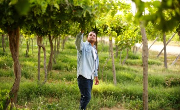 The image shows a farmer inspecting his grapevines