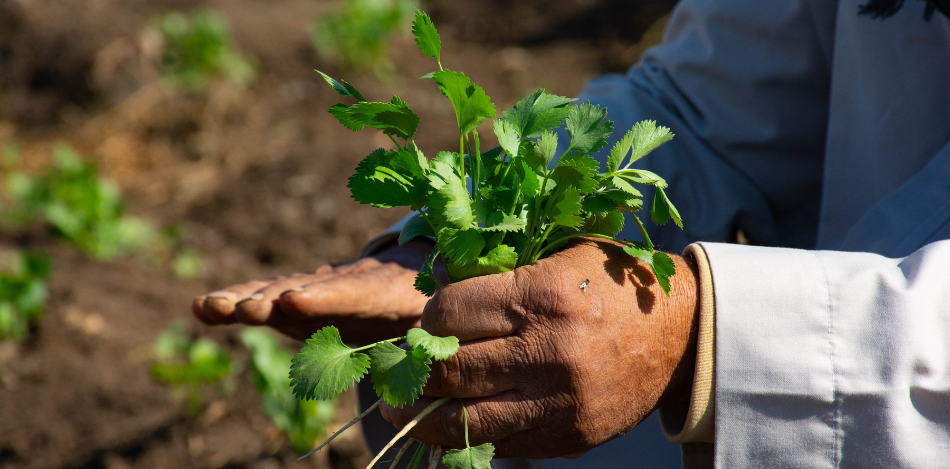 Das Bild zeigt eine Hand die Kräuter prüft.