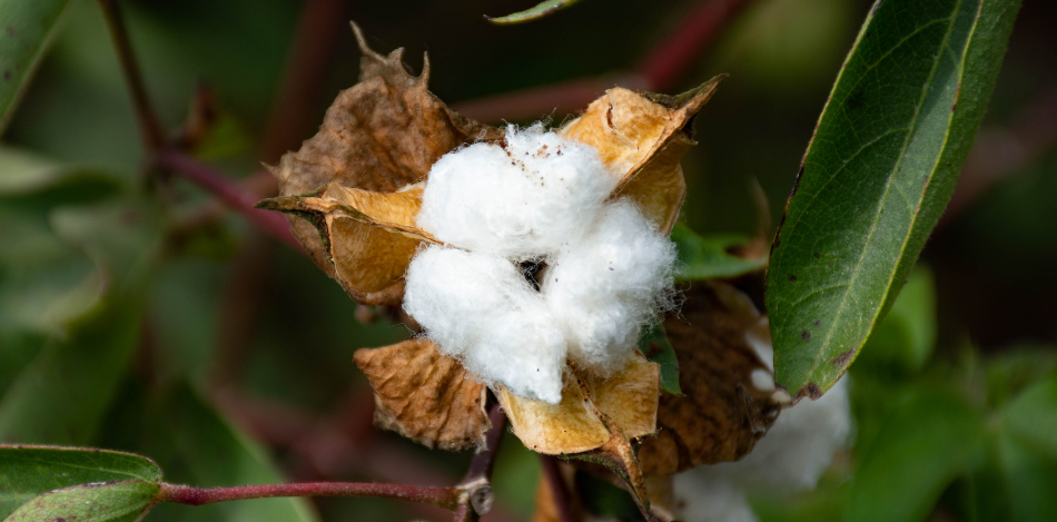 Das Bild zeigt eine Baumwollstaude kurz vor der Ernte.