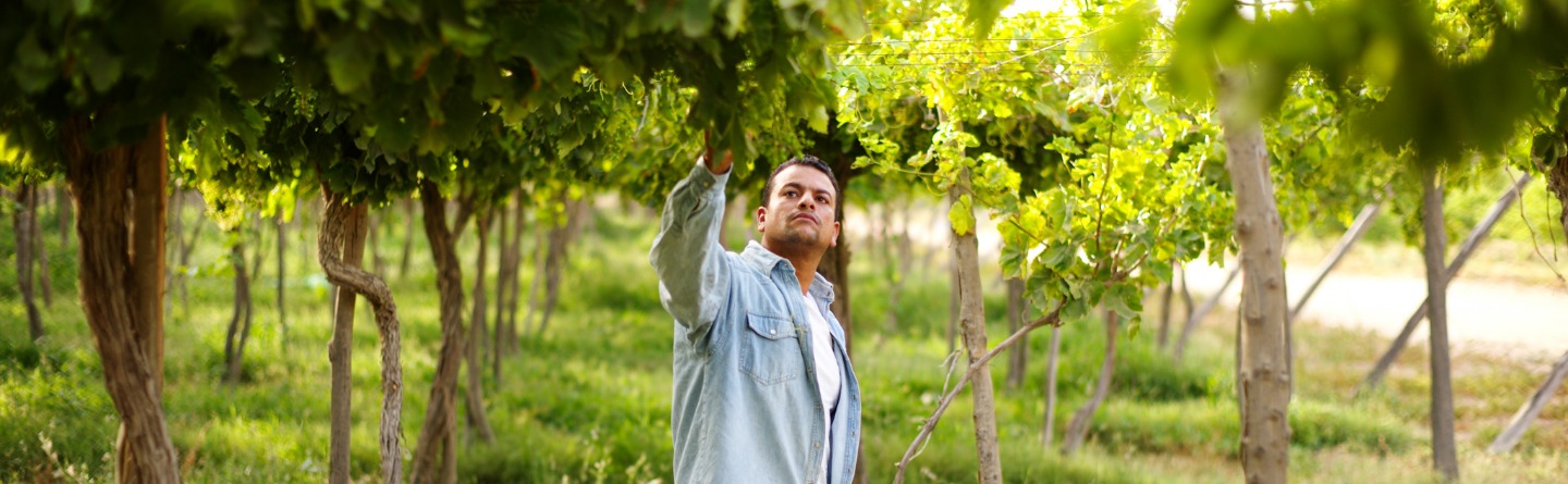 Das Bild zeigt einen Landwirt, der seine Weinreben inspiziert.