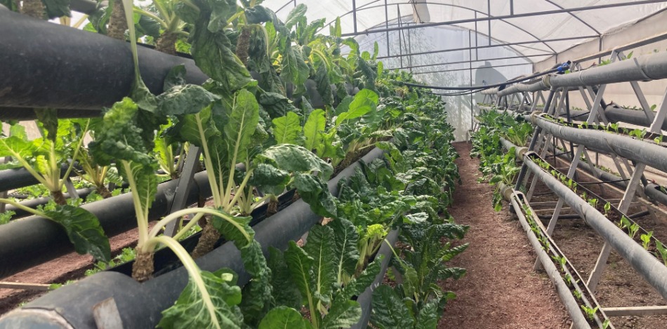 Bild zeigt Reihen von Mangoldpflanzen in einem Gewächshaus mit Bewässerungssystem. Grüne Blätter wachsen in dunklen Rohren. Moderne Landwirtschaft.