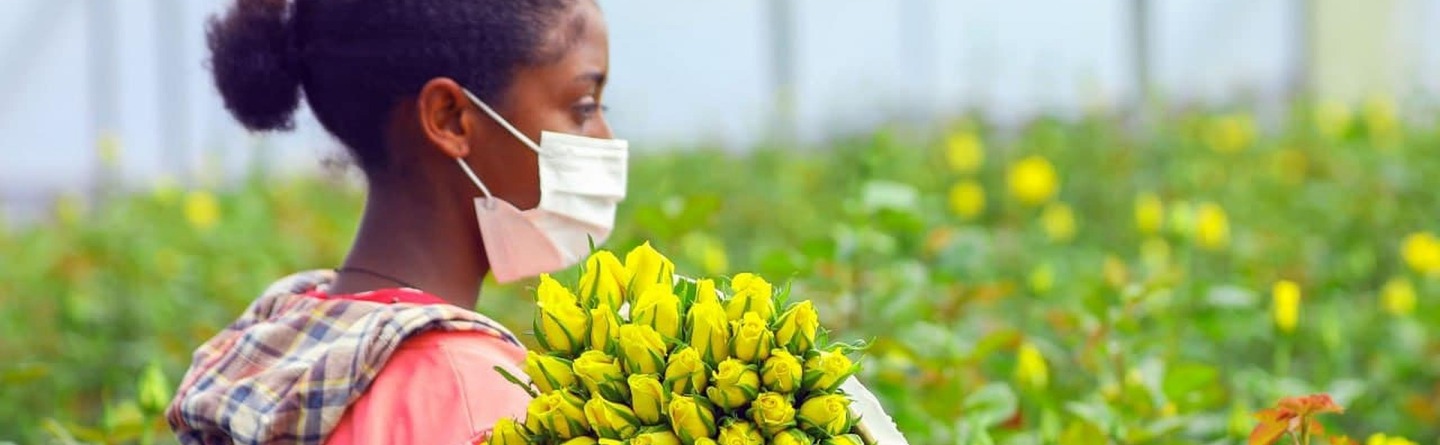 Eine junge Äthiopierin trägt geerntete Rosen in einem Gewächshaus. 