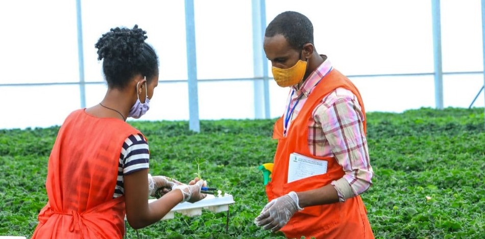 Zwei Äthiopischen Fachkräfte ernten Stecklinge in einem Gewächshaus 
